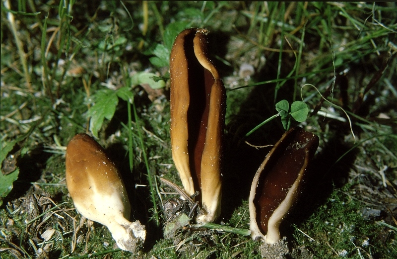 Un ascomicete poco comune: Helvella silvicola